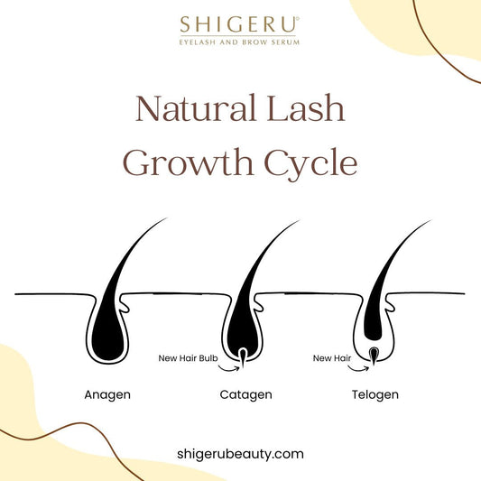 Why Your Lash Extensions Aren’t Lasting? It Might Be Your Natural Lash Health - Shigeru Beauty
